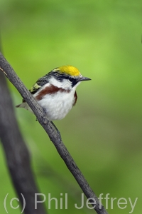 Chestnut-sided Warbler