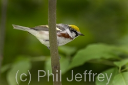 Chestnut-sided Warbler