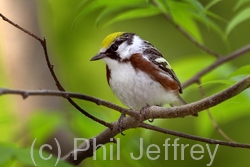 Chestnut-sided Warbler