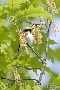 Chestnut-sided Warbler