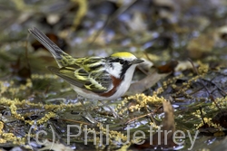 Chestnut-sided Warbler