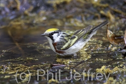 Chestnut-sided Warbler