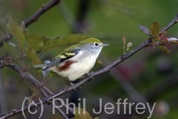 Chestnut-sided Warbler