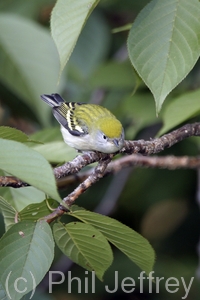 Chestnut-sided Warbler