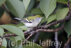 Chestnut-sided Warbler