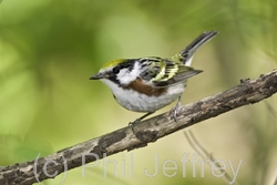 Chestnut-sided Warbler