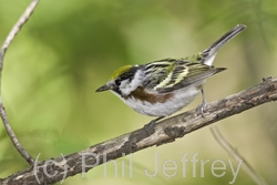 Chestnut-sided Warbler