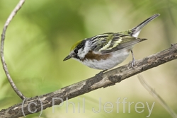 Chestnut-sided Warbler