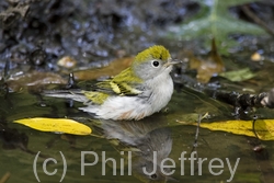 Chestnut-sided Warbler