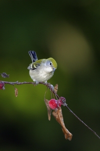 Chestnut-sided Warbler