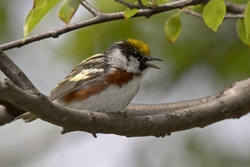 Chestnut-sided Warbler
