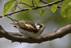 Chestnut-sided Warbler