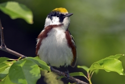 Chestnut-sided Warbler