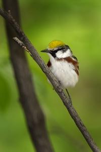 Chestnut-sided Warbler