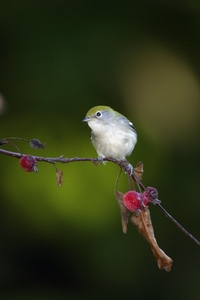 Chestnut-sided Warbler