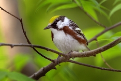 Chestnut-sided Warbler