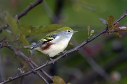 Chestnut-sided Warbler