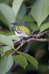 Chestnut-sided Warbler
