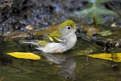 Chestnut-sided Warbler