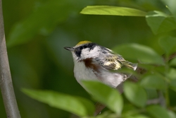 Chestnut-sided Warbler