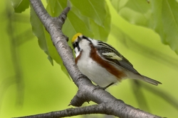 Chestnut-sided Warbler
