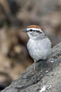 Chipping Sparrow