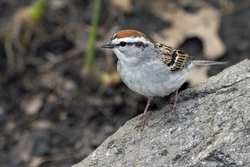 Chipping Sparrow