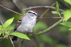 Chipping Sparrow