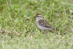 Chipping Sparrow