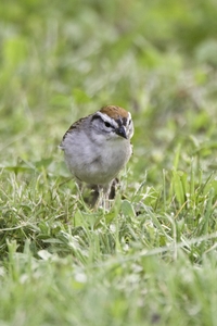 Chipping Sparrow