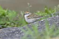 Chipping Sparrow