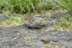 Chipping Sparrow