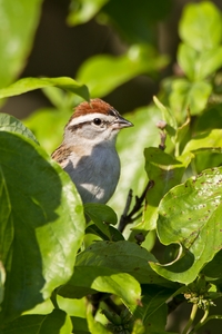 Chipping Sparrow