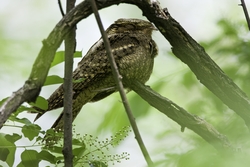 Chuck-will's-widow