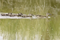 Cinnamon Teal