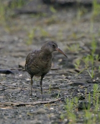Clapper Rail