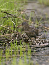 Clapper Rail