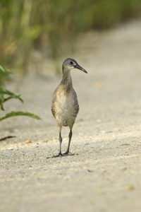 Clapper Rail