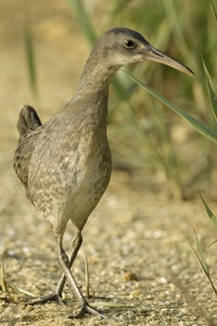 Clapper Rail