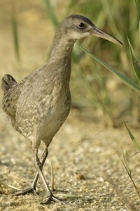 Clapper Rail