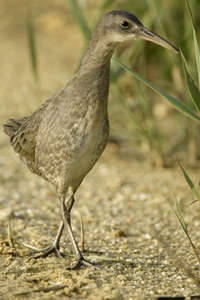 Clapper Rail