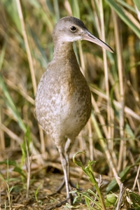 Clapper Rail