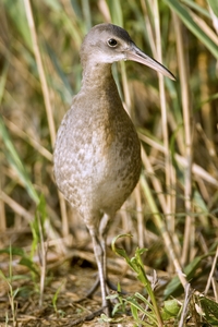 Clapper Rail