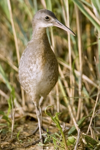 Clapper Rail