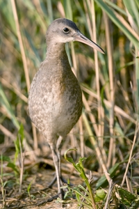 Clapper Rail