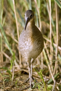 Clapper Rail