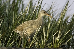Clapper Rail