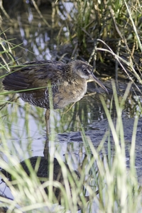 Clapper Rail