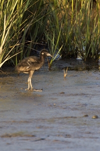 Clapper Rail