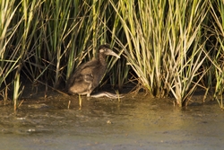 Clapper Rail